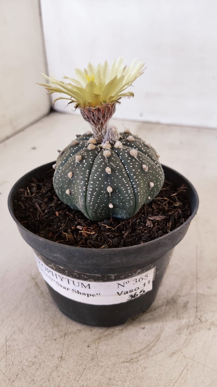 ASTROPHYTUM ASTERIAS STAR SHAPE Nº 365 – vaso 11 - foto 7