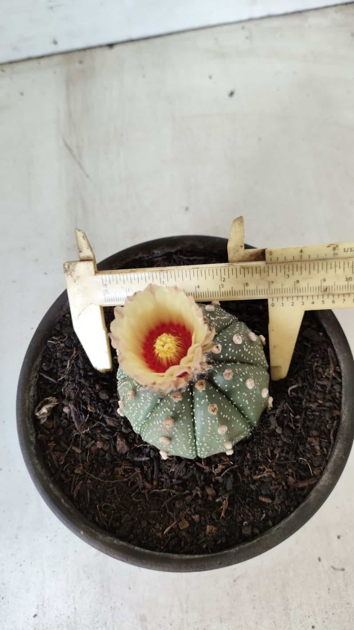 MATRIZ ASTROPHYTUM ASTERIAS Nº 339 – vaso 15