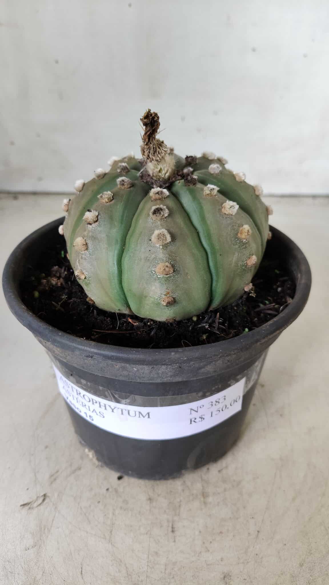 ASTROPHYTUM ASTERIAS Nº 383 – vaso 15