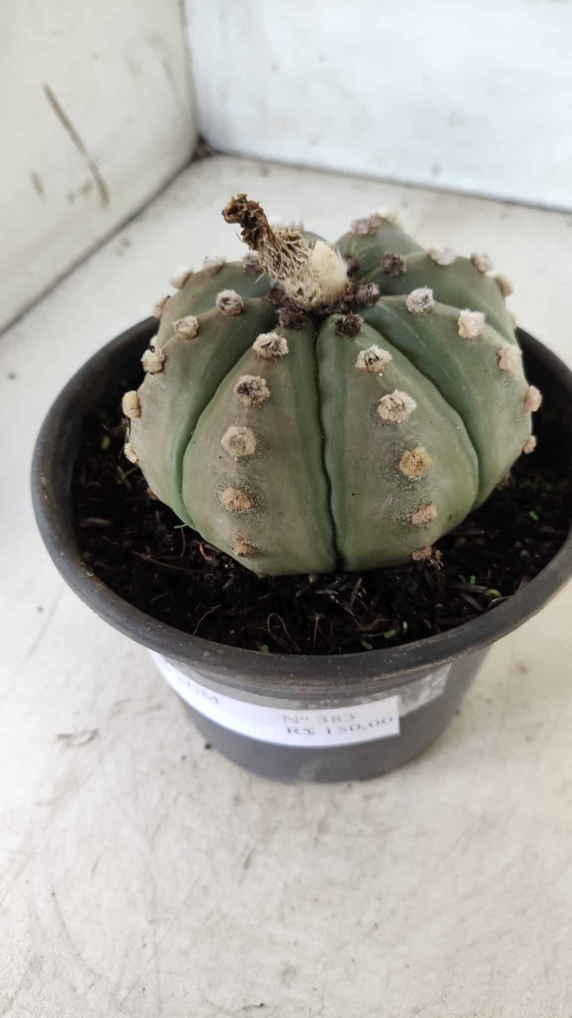 ASTROPHYTUM ASTERIAS Nº 383 – vaso 15