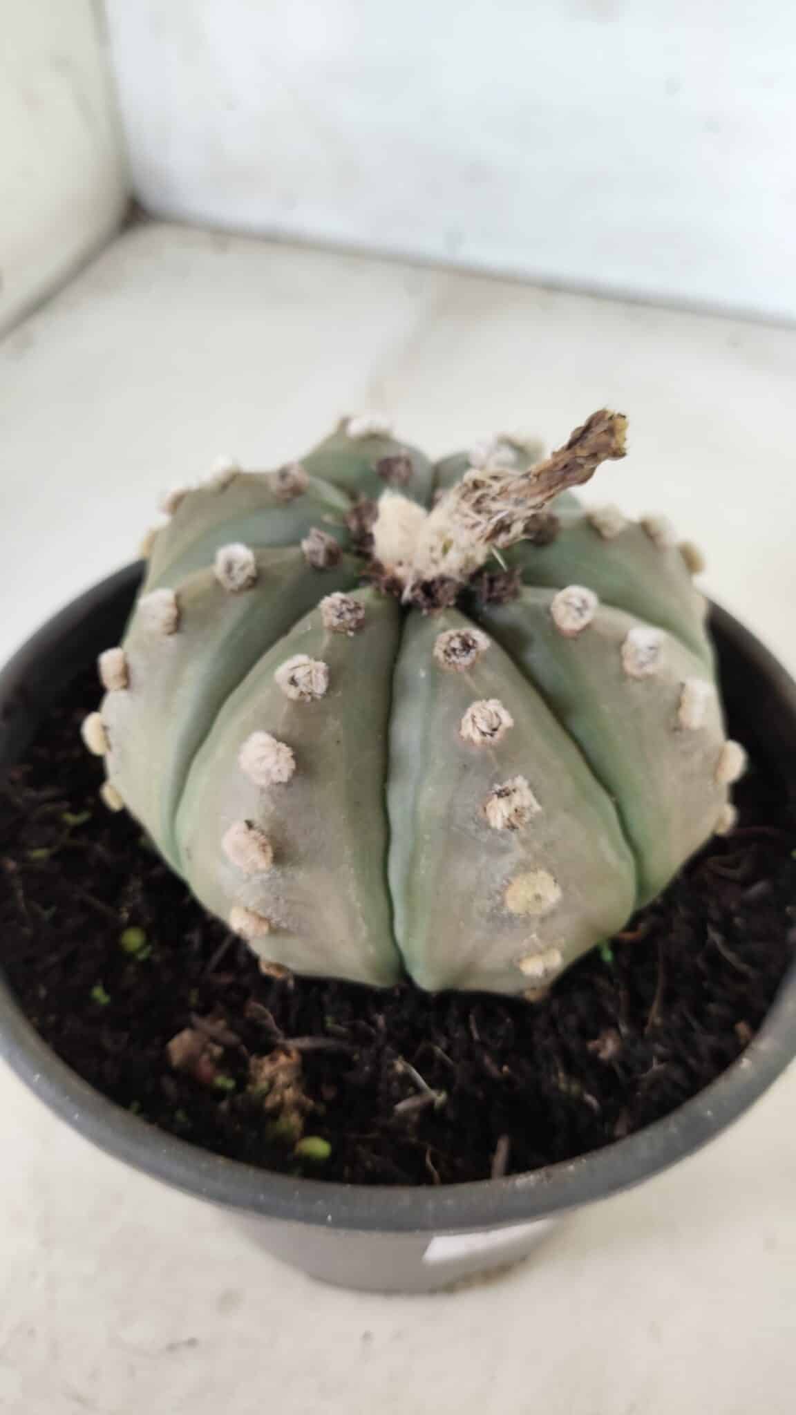 ASTROPHYTUM ASTERIAS Nº 383 – vaso 15