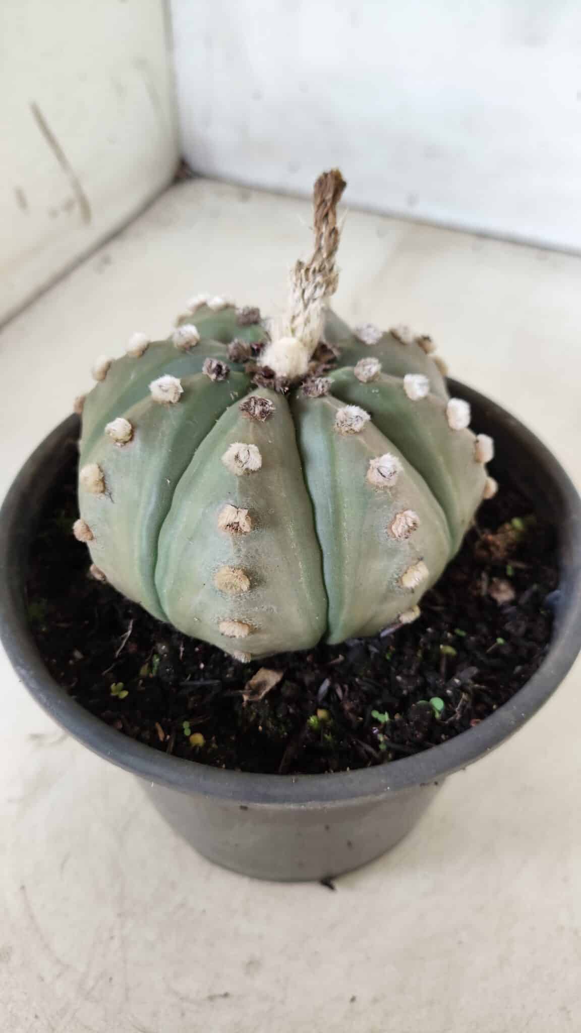 ASTROPHYTUM ASTERIAS Nº 383 – vaso 15