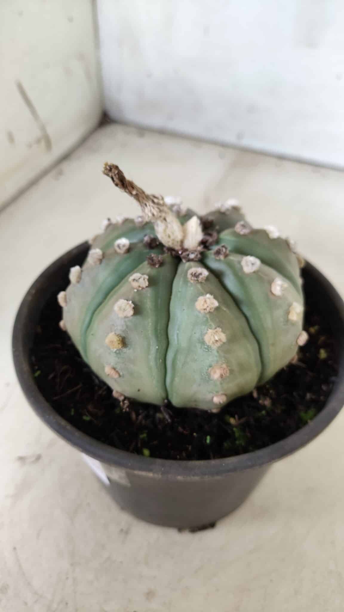 ASTROPHYTUM ASTERIAS Nº 383 – vaso 15