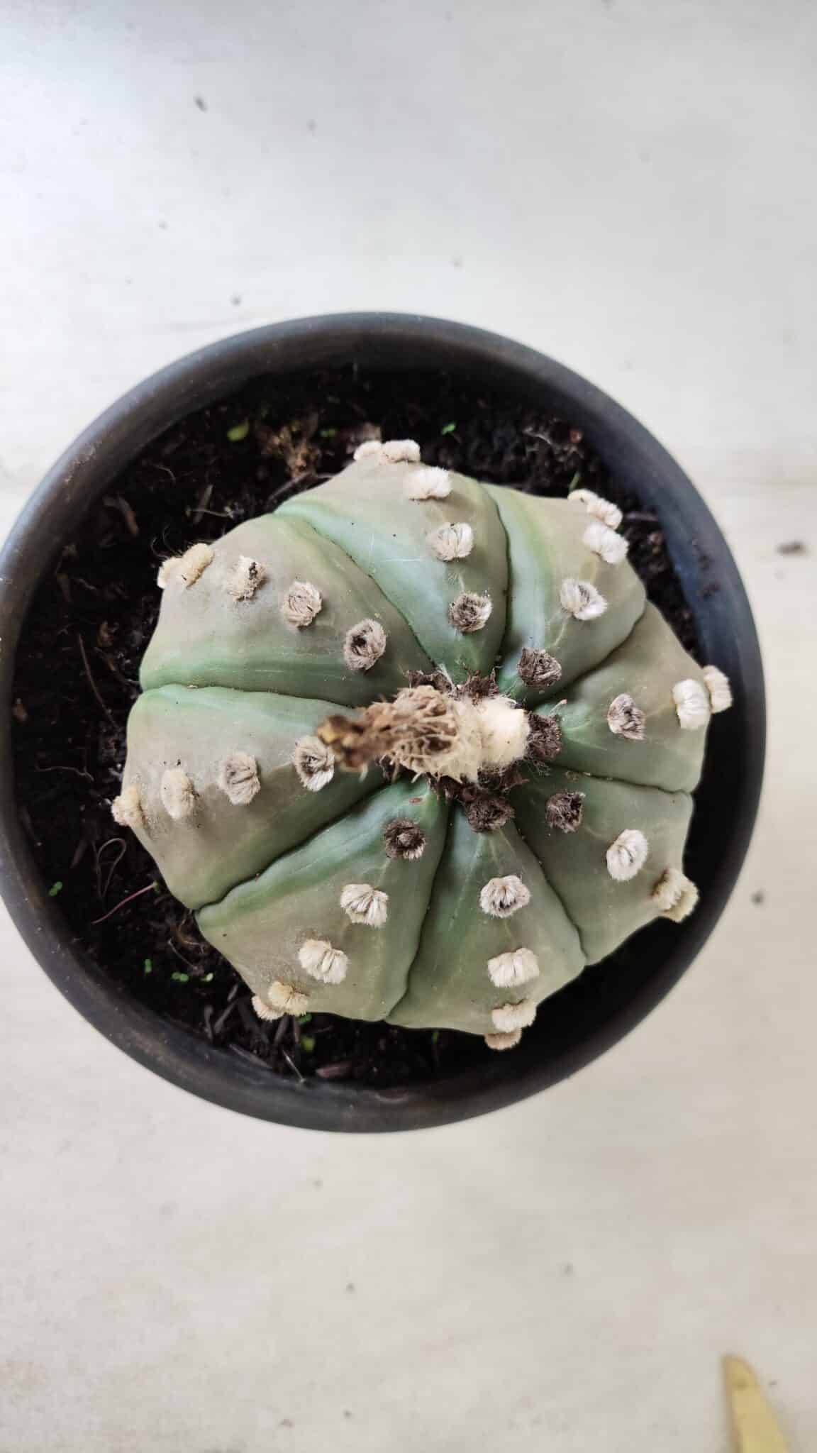 ASTROPHYTUM ASTERIAS Nº 383 – vaso 15
