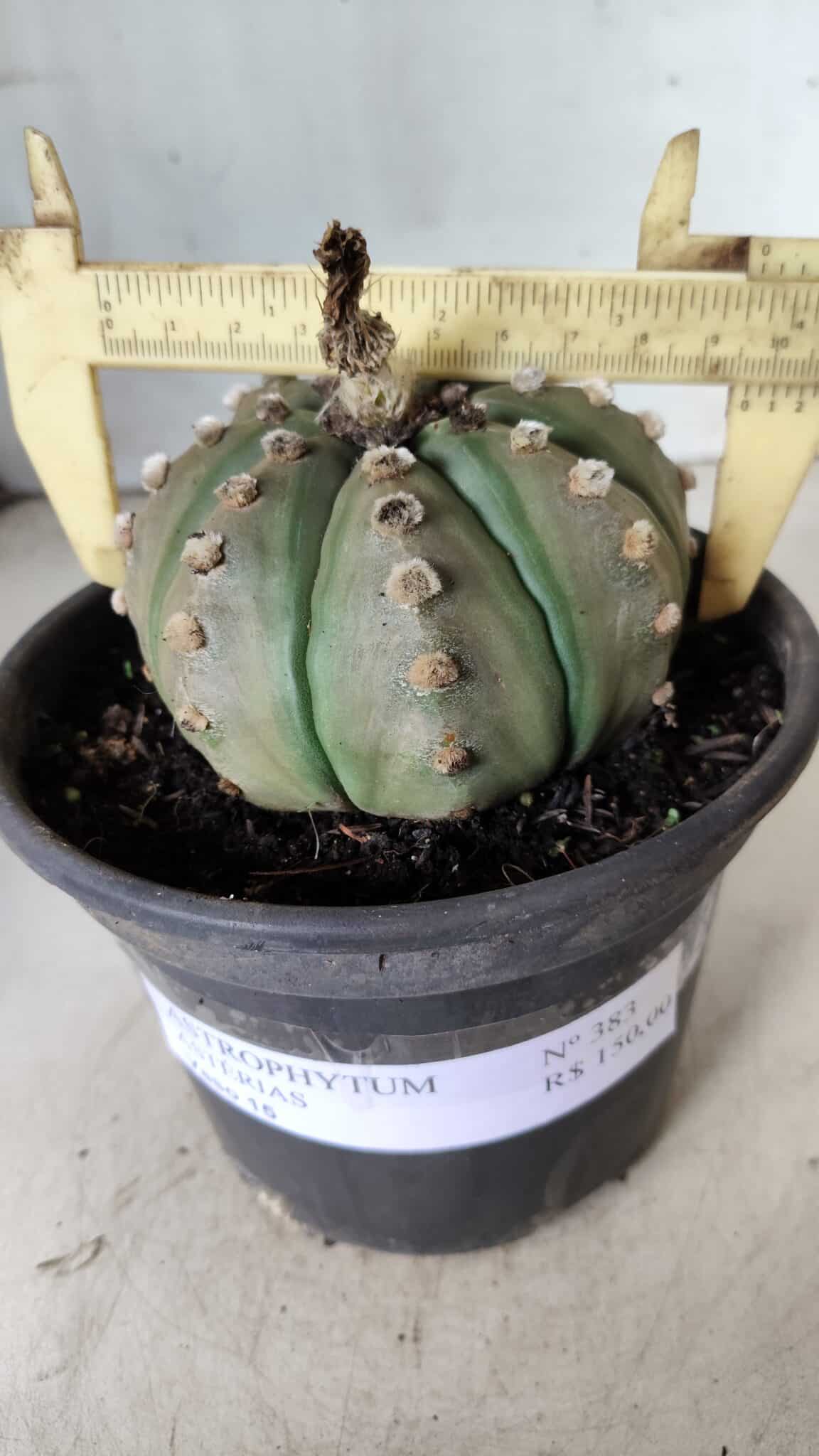 ASTROPHYTUM ASTERIAS Nº 383 – vaso 15