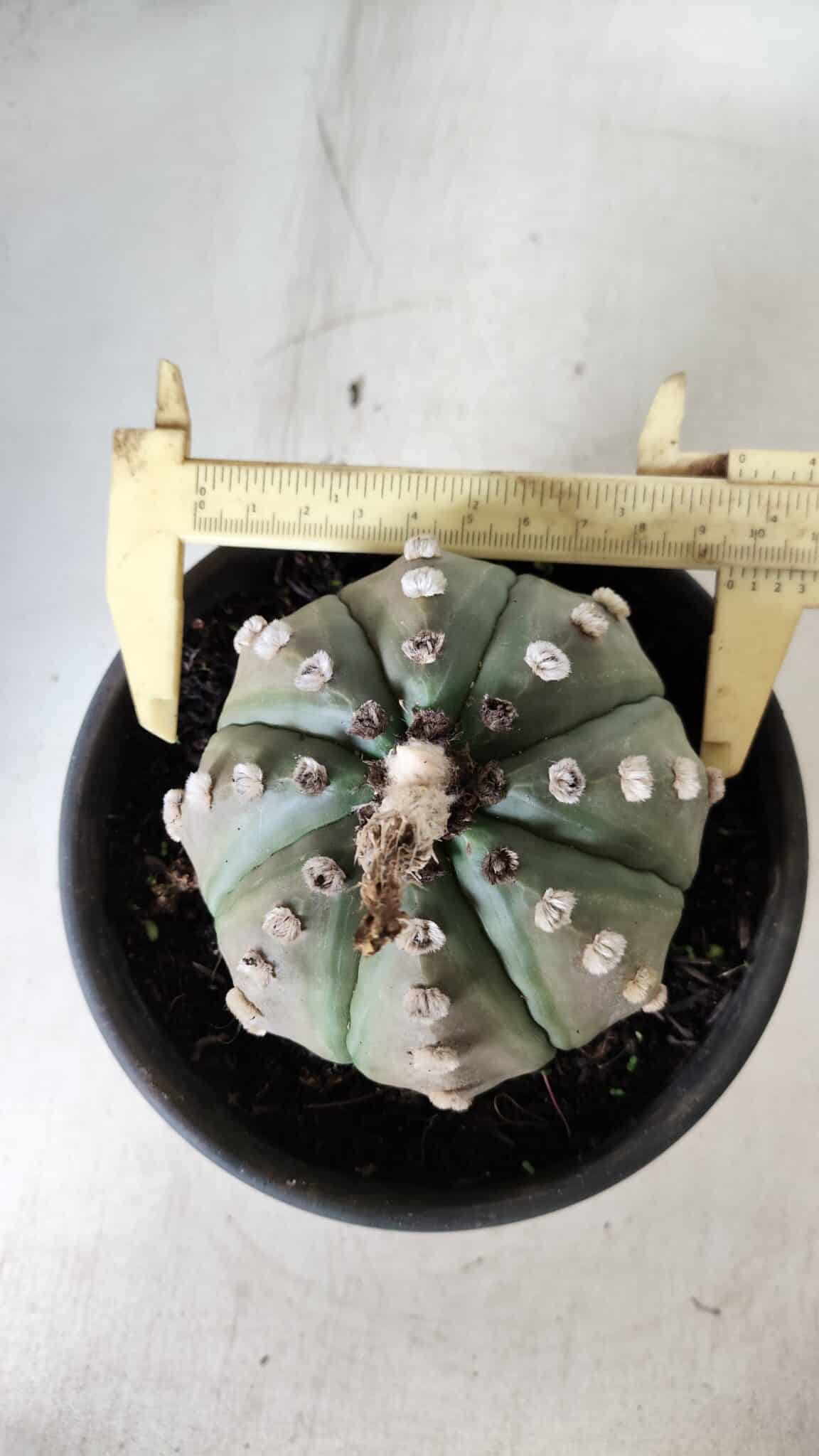 ASTROPHYTUM ASTERIAS Nº 383 – vaso 15