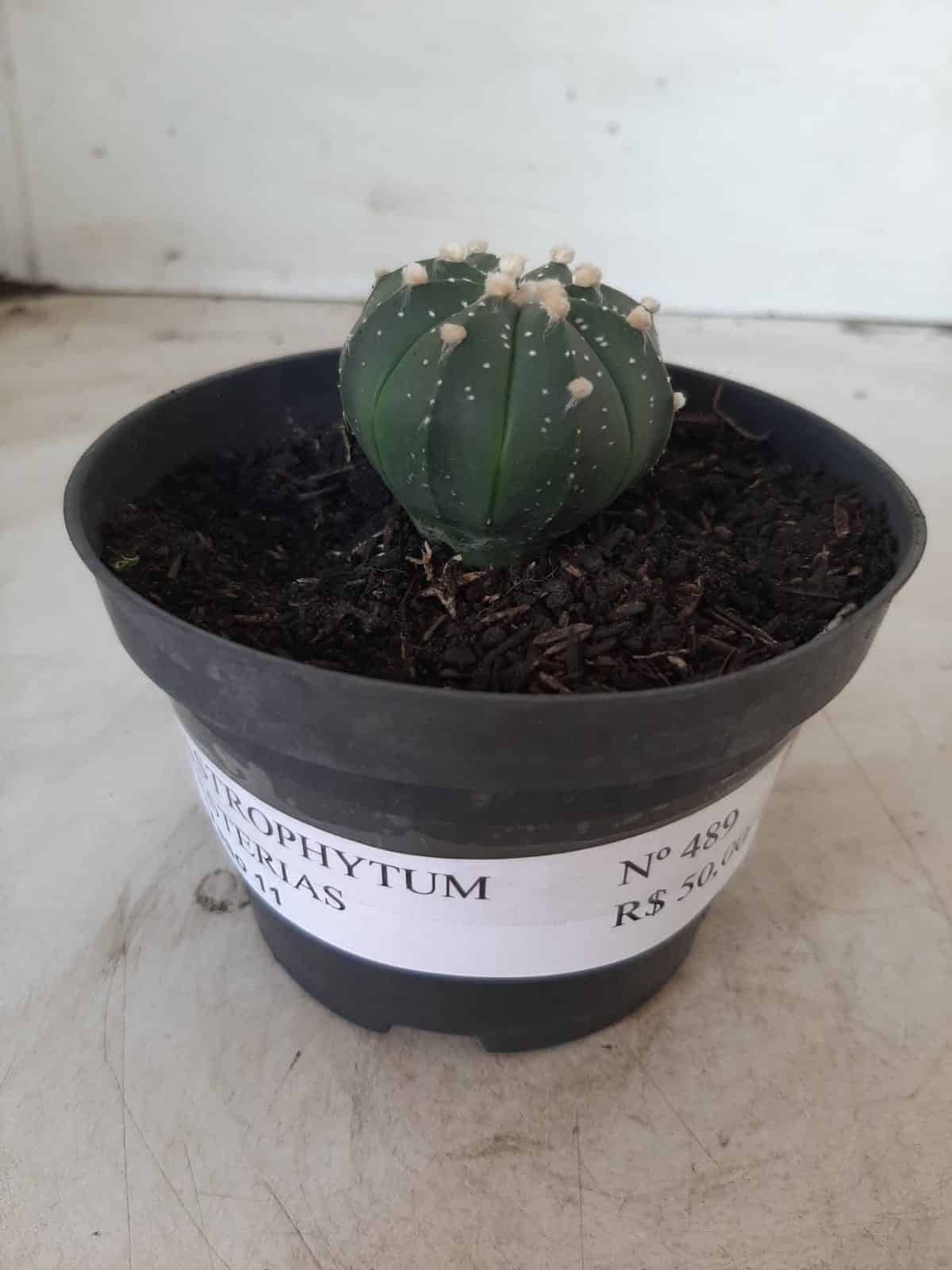 ASTROPHYTUM ASTERIAS Nº 489 – vaso 11