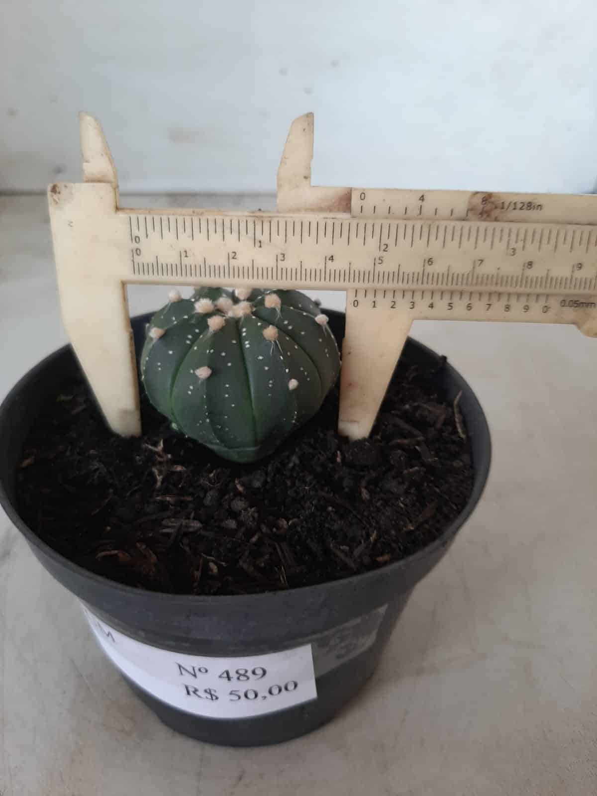 ASTROPHYTUM ASTERIAS Nº 489 – vaso 11