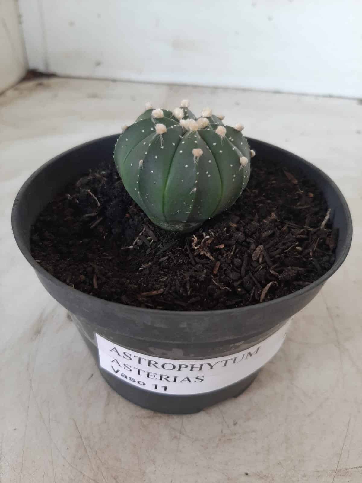 ASTROPHYTUM ASTERIAS Nº 489 – vaso 11
