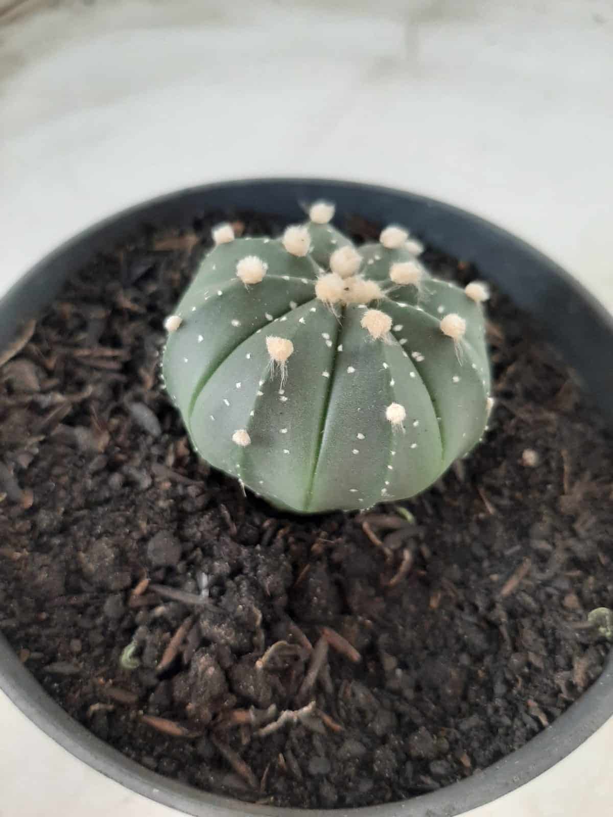ASTROPHYTUM ASTERIAS Nº 489 – vaso 11
