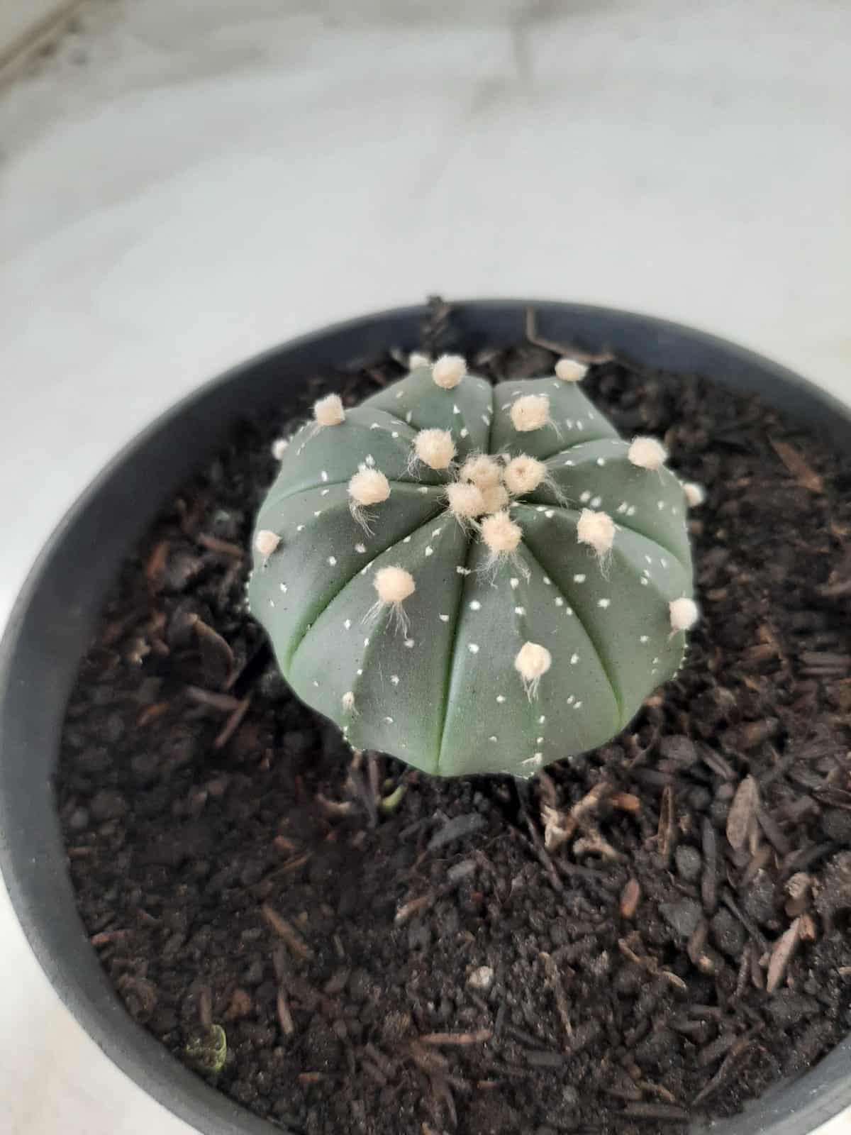 ASTROPHYTUM ASTERIAS Nº 489 – vaso 11