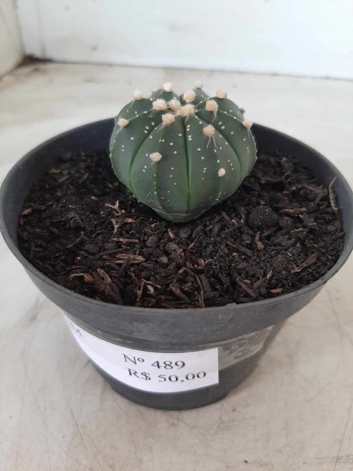 ASTROPHYTUM ASTERIAS Nº 489 – vaso 11