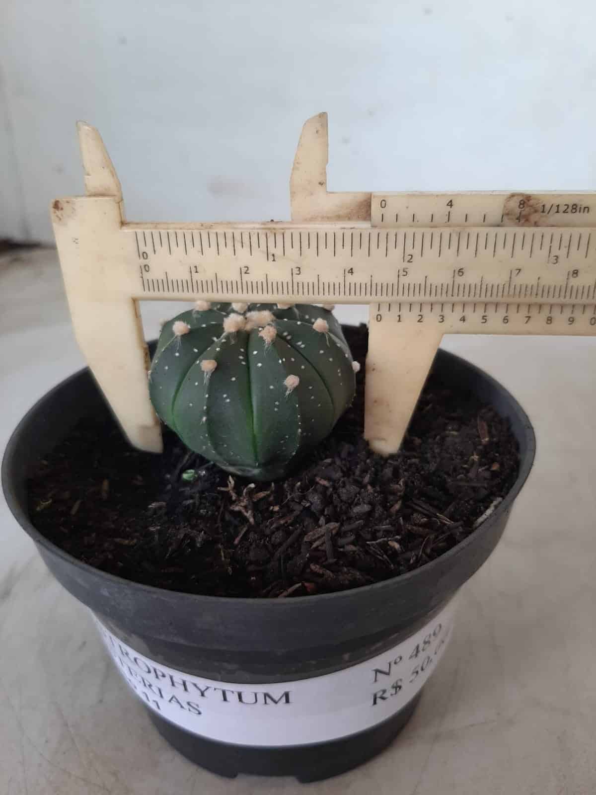 ASTROPHYTUM ASTERIAS Nº 489 – vaso 11