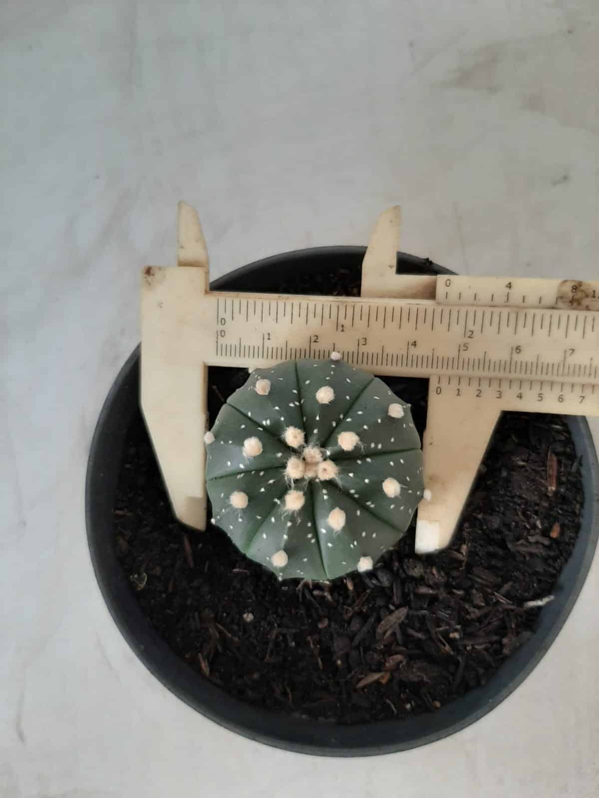 ASTROPHYTUM ASTERIAS Nº 489 – vaso 11