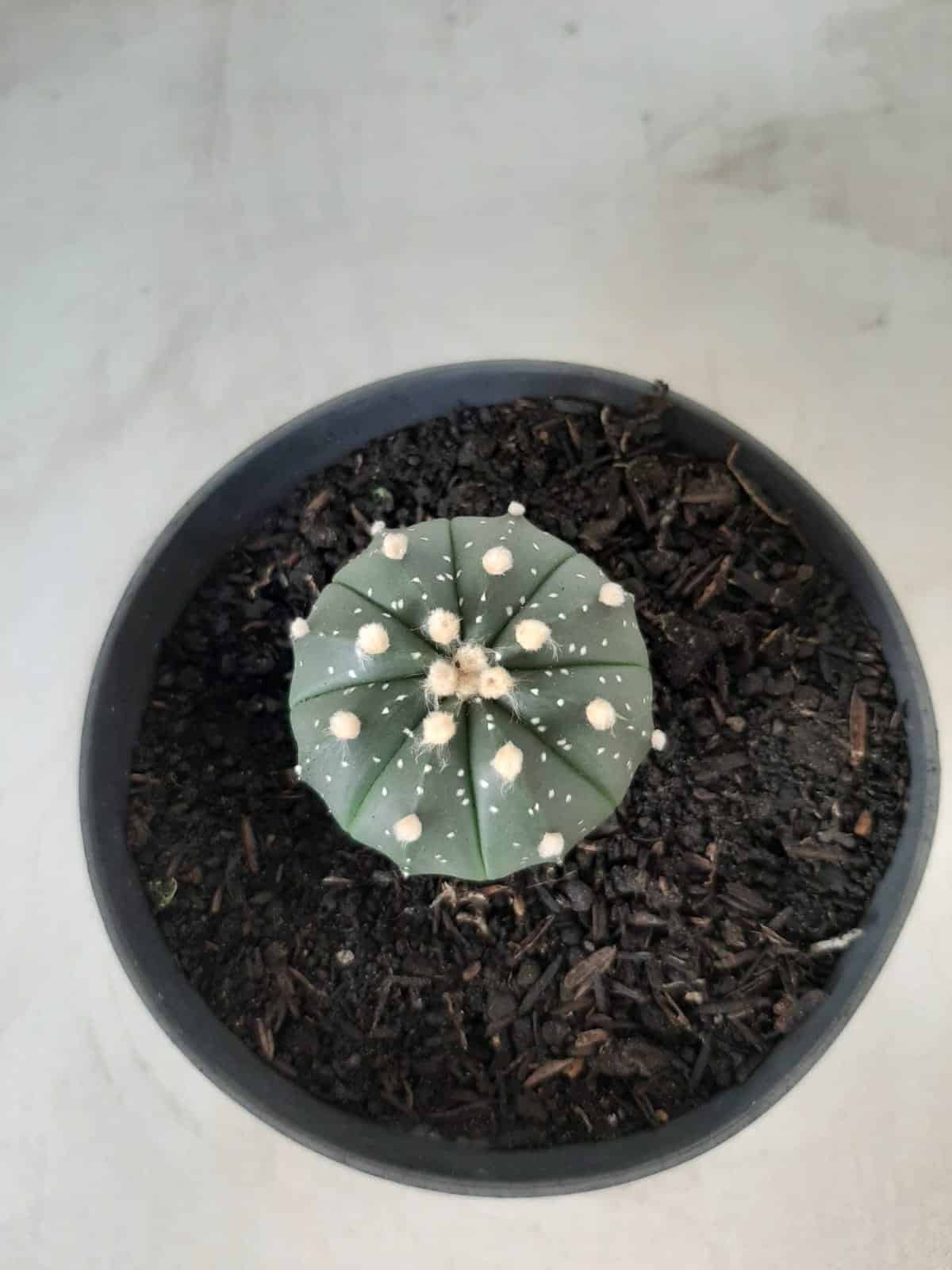 ASTROPHYTUM ASTERIAS Nº 489 – vaso 11