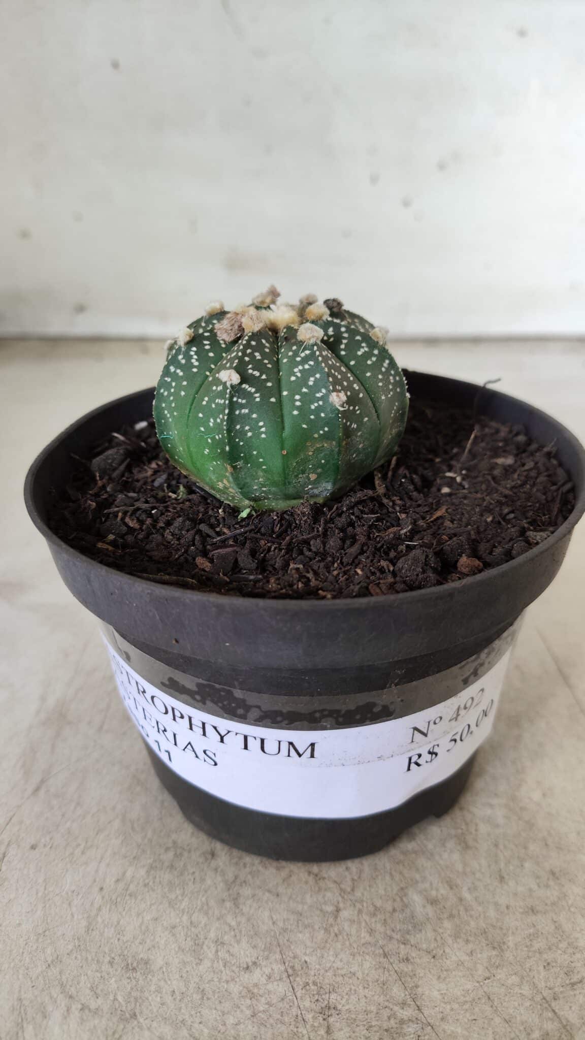 ASTROPHYTUM ASTERIAS Nº 492 – vaso 11