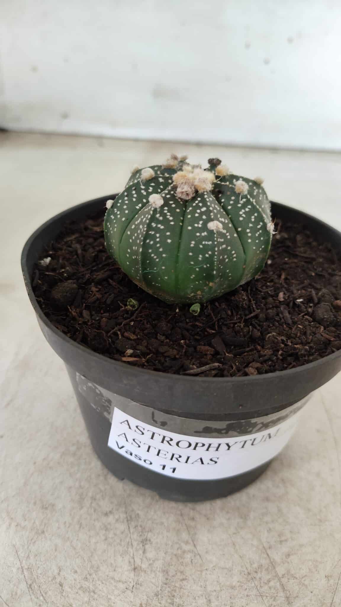 ASTROPHYTUM ASTERIAS Nº 492 – vaso 11