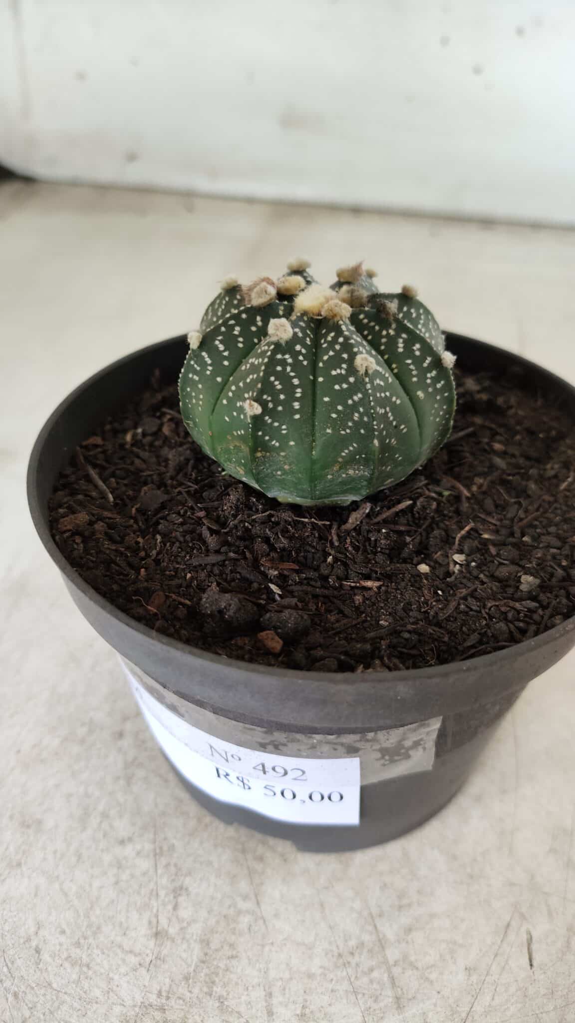 ASTROPHYTUM ASTERIAS Nº 492 – vaso 11