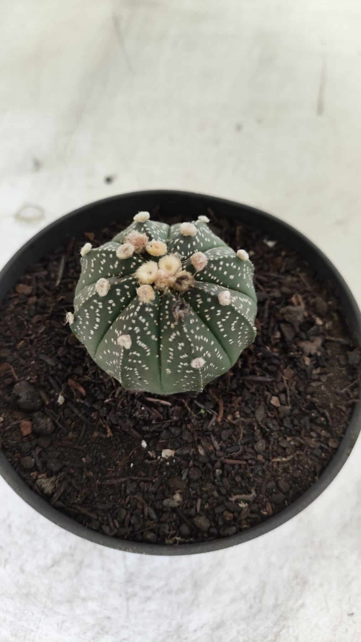 ASTROPHYTUM ASTERIAS Nº 492 – vaso 11