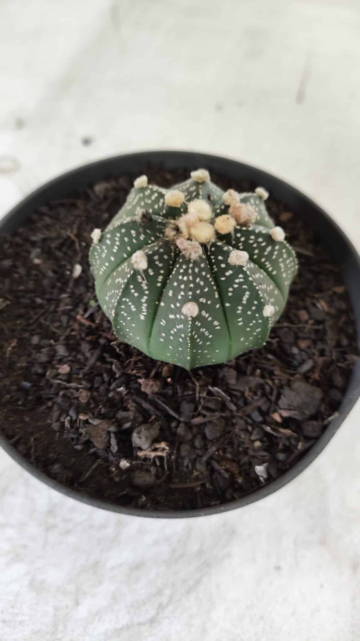 ASTROPHYTUM ASTERIAS Nº 492 – vaso 11