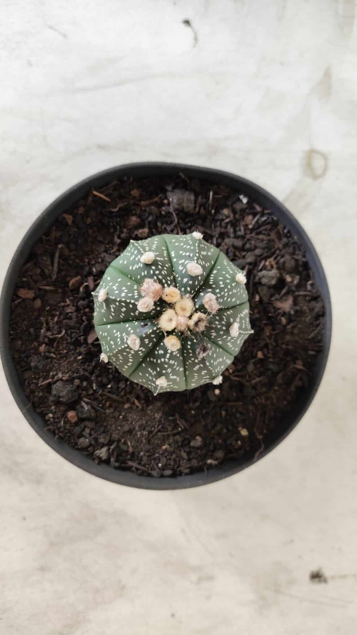 ASTROPHYTUM ASTERIAS Nº 492 – vaso 11