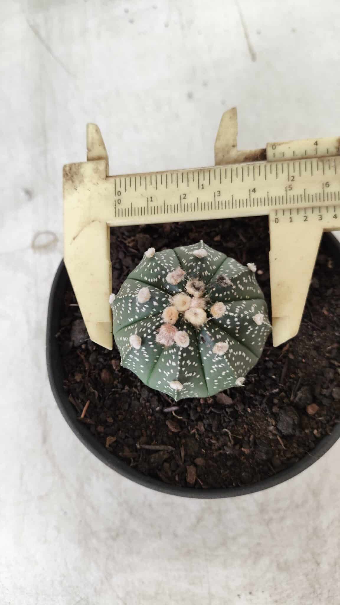 ASTROPHYTUM ASTERIAS Nº 492 – vaso 11