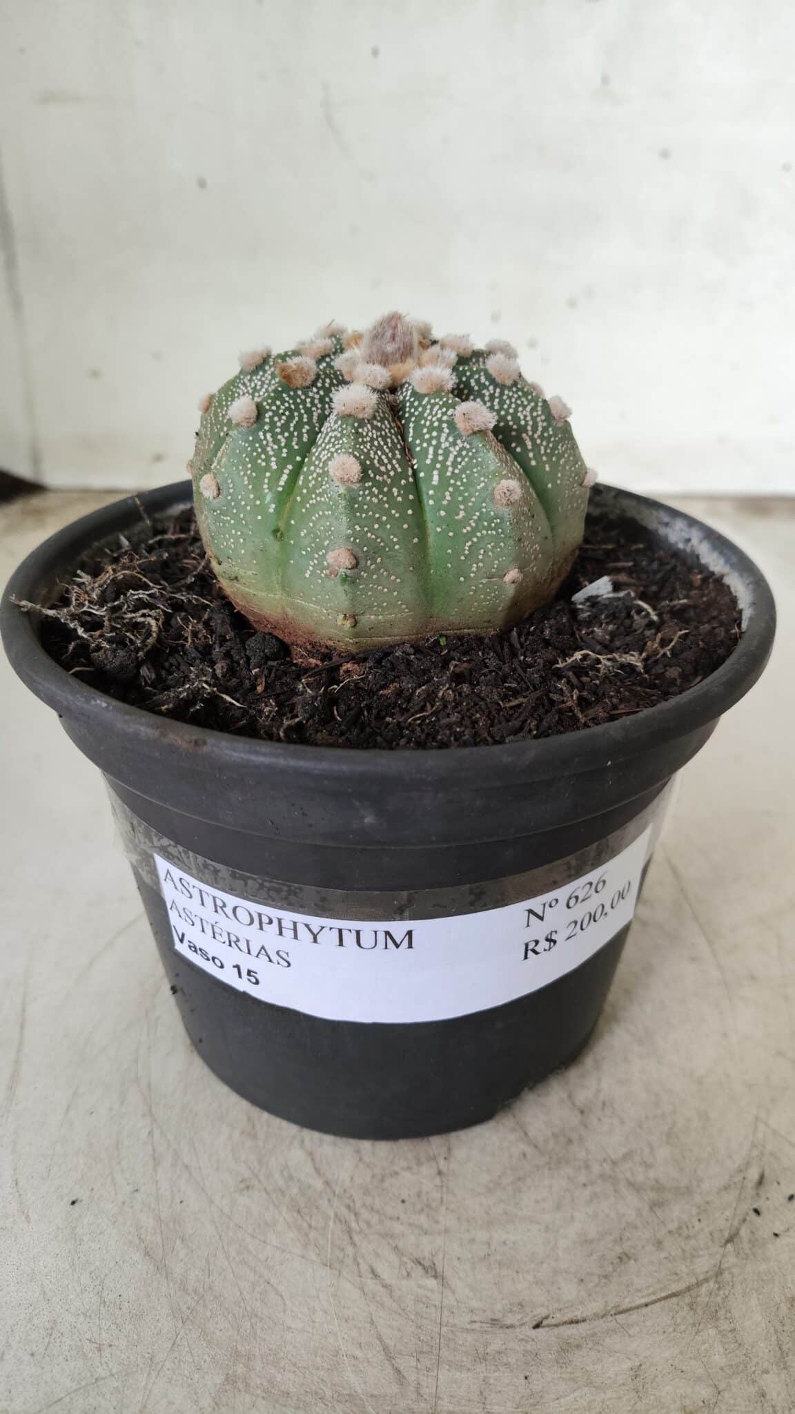 MATRIZ ASTROPHYTUM ASTERIAS Nº 626 – vaso 15