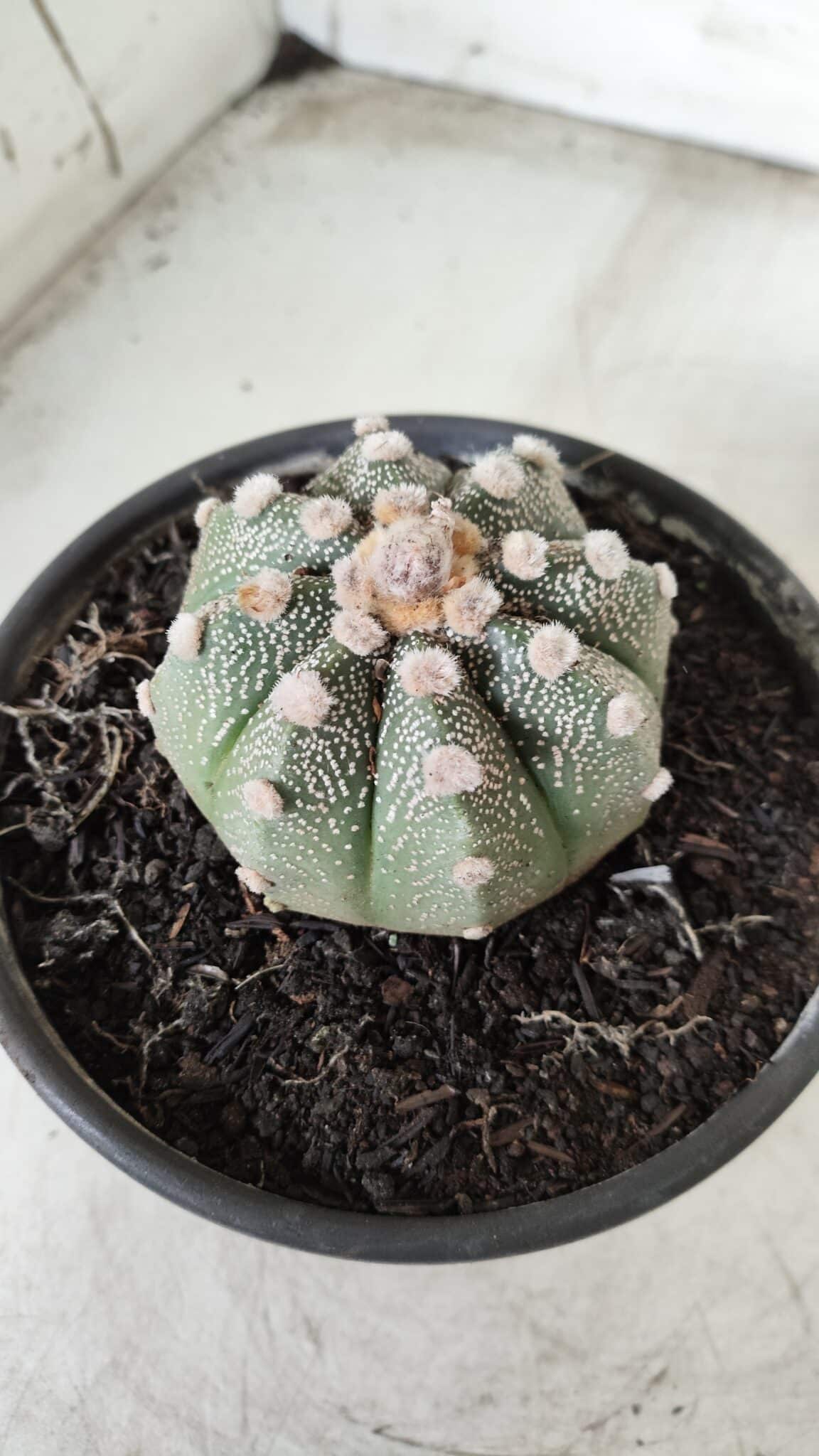 MATRIZ ASTROPHYTUM ASTERIAS Nº 626 – vaso 15