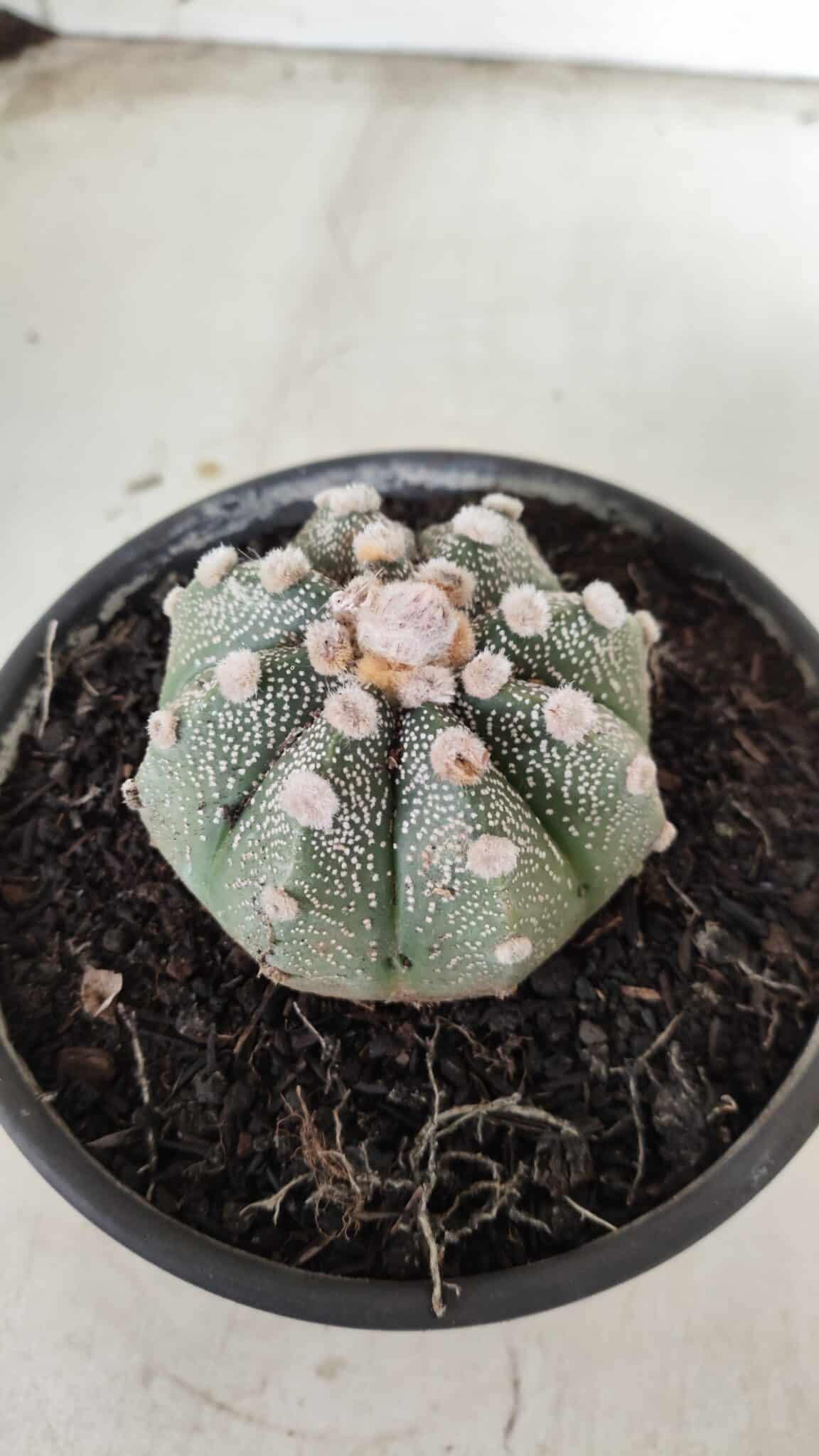 MATRIZ ASTROPHYTUM ASTERIAS Nº 626 – vaso 15