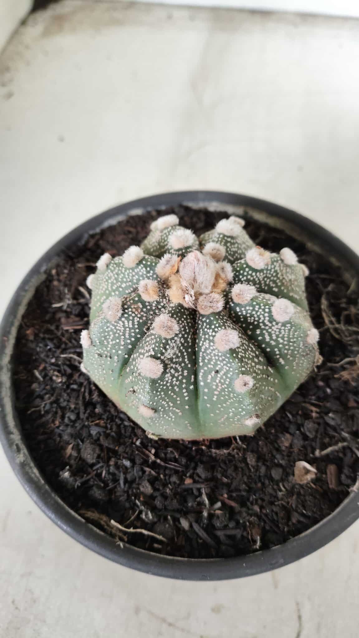 MATRIZ ASTROPHYTUM ASTERIAS Nº 626 – vaso 15