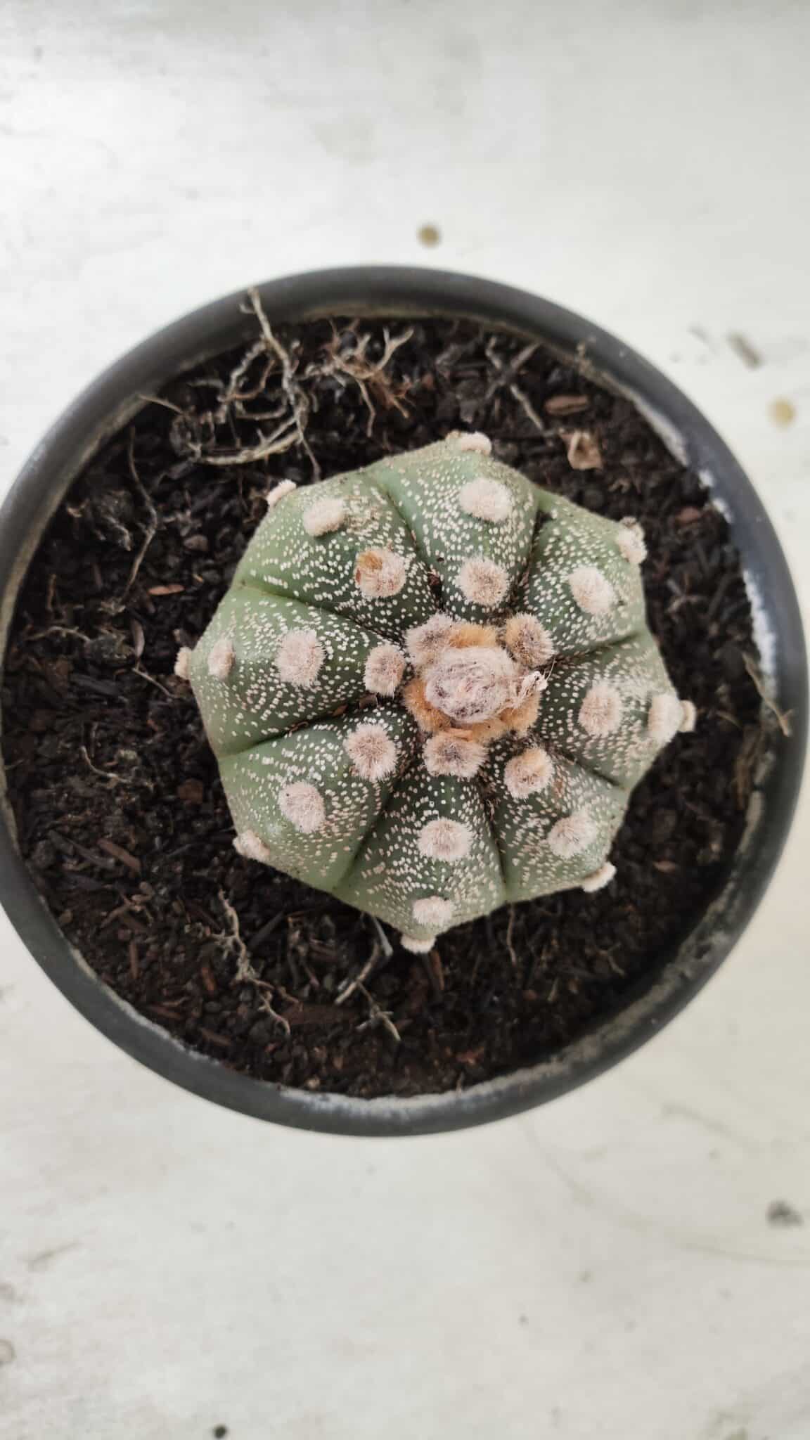 MATRIZ ASTROPHYTUM ASTERIAS Nº 626 – vaso 15