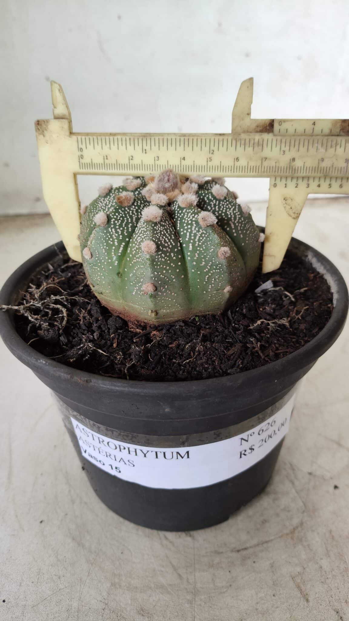 MATRIZ ASTROPHYTUM ASTERIAS Nº 626 – vaso 15
