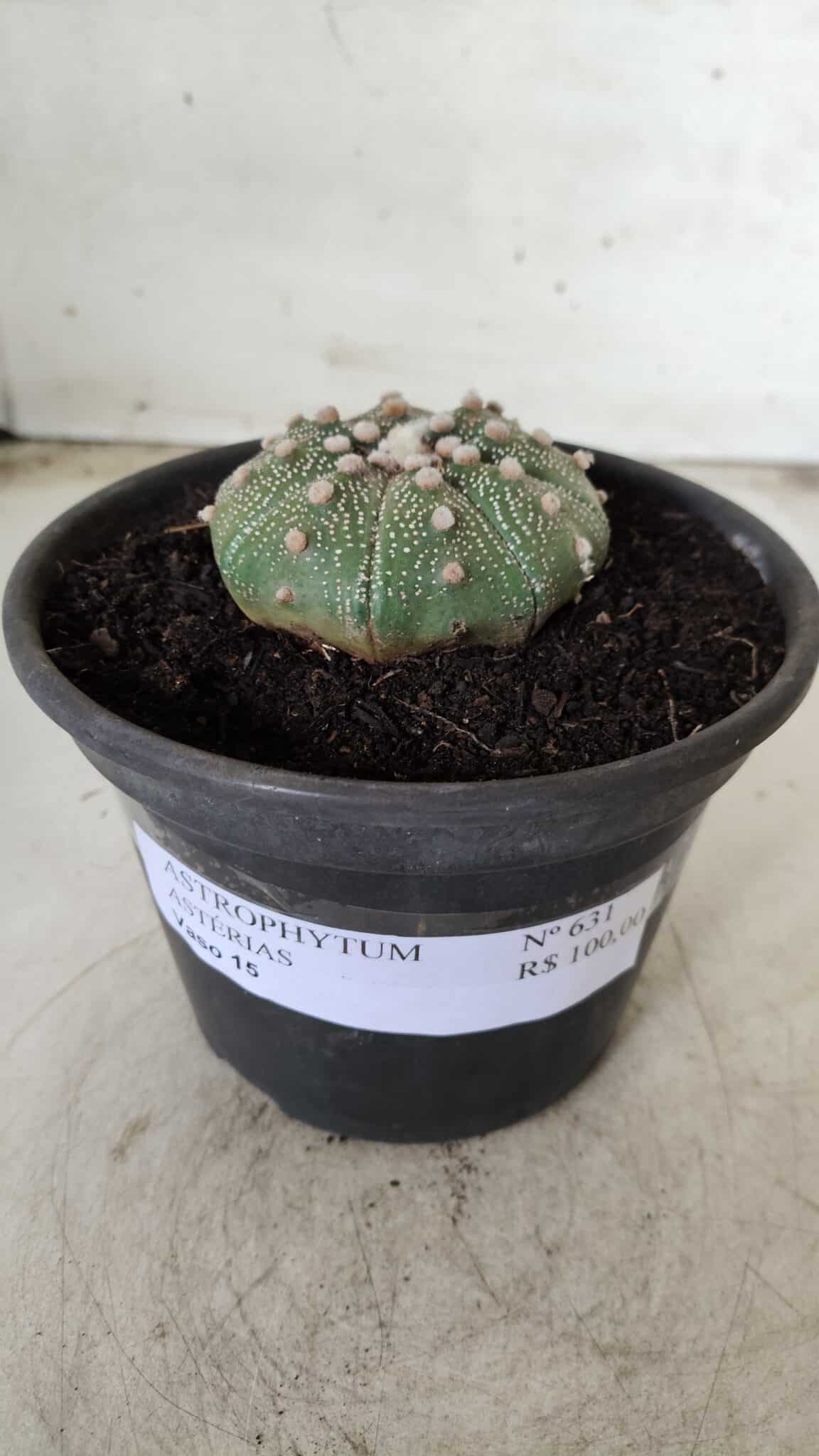 MATRIZ ASTROPHYTUM ASTERIAS Nº 631 – vaso 15