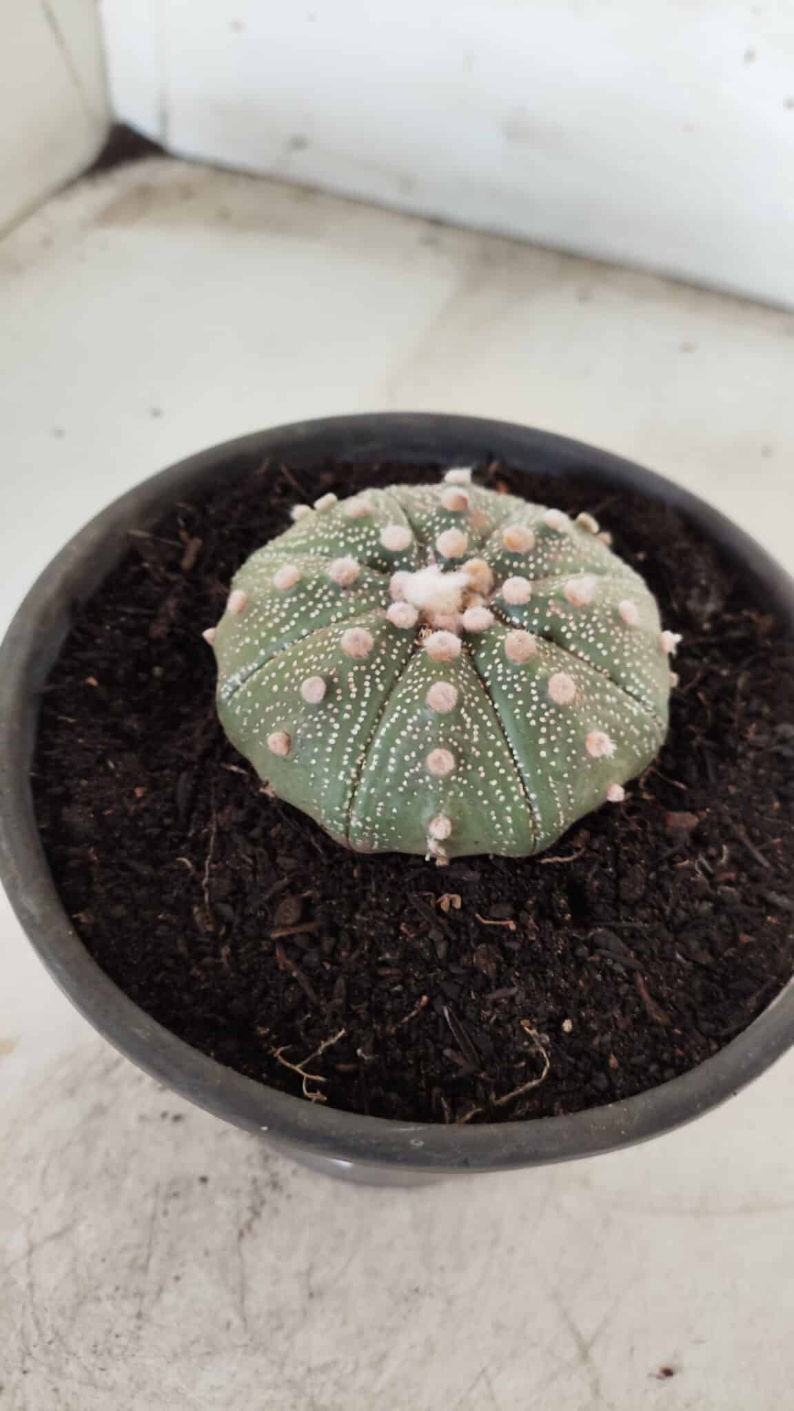 MATRIZ ASTROPHYTUM ASTERIAS Nº 631 – vaso 15