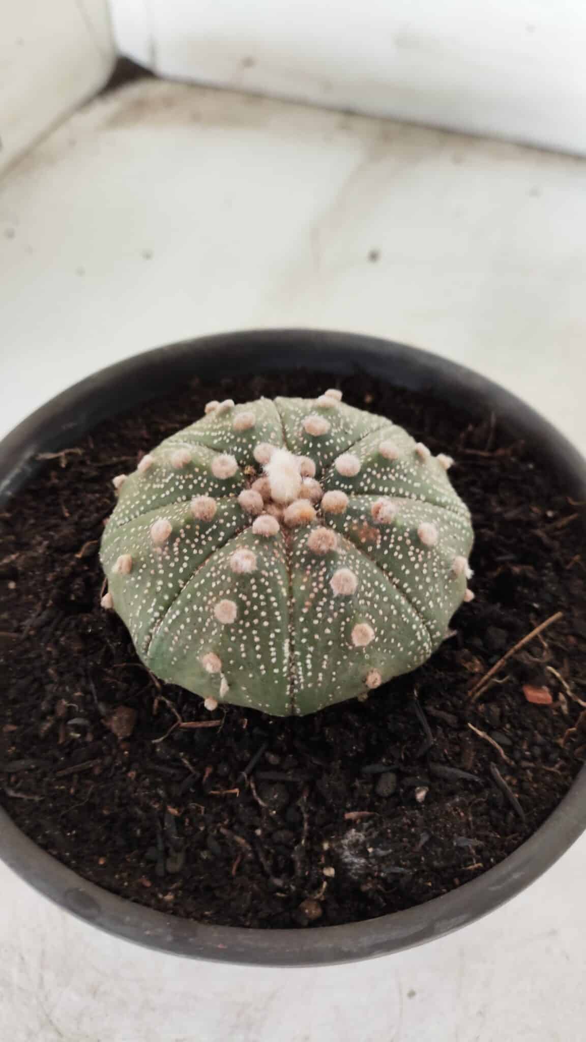 MATRIZ ASTROPHYTUM ASTERIAS Nº 631 – vaso 15
