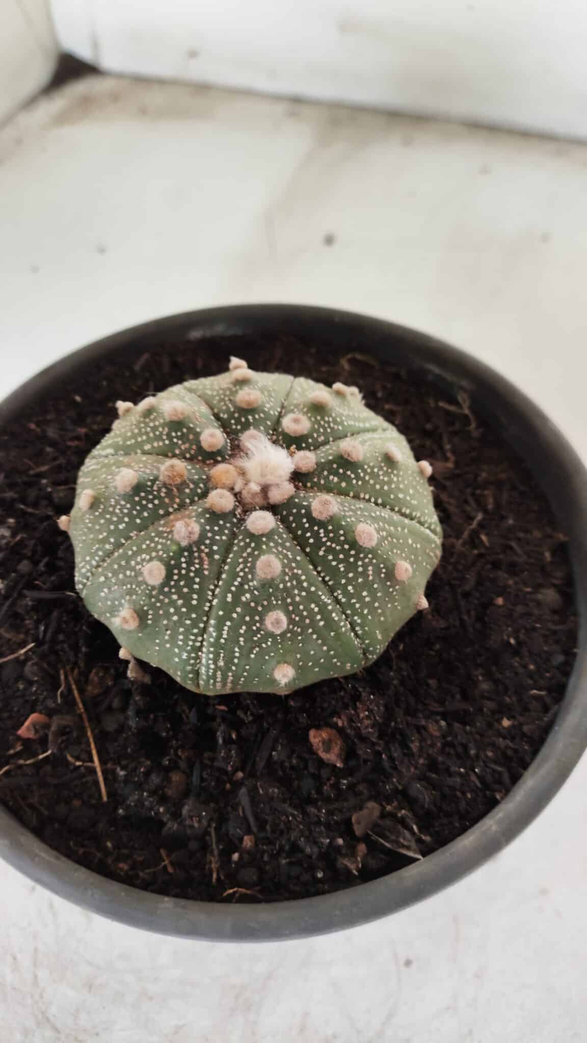 MATRIZ ASTROPHYTUM ASTERIAS Nº 631 – vaso 15
