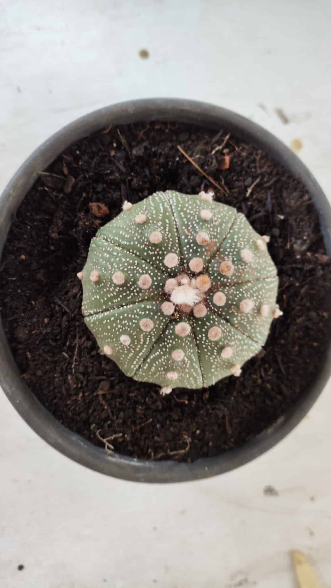 MATRIZ ASTROPHYTUM ASTERIAS Nº 631 – vaso 15