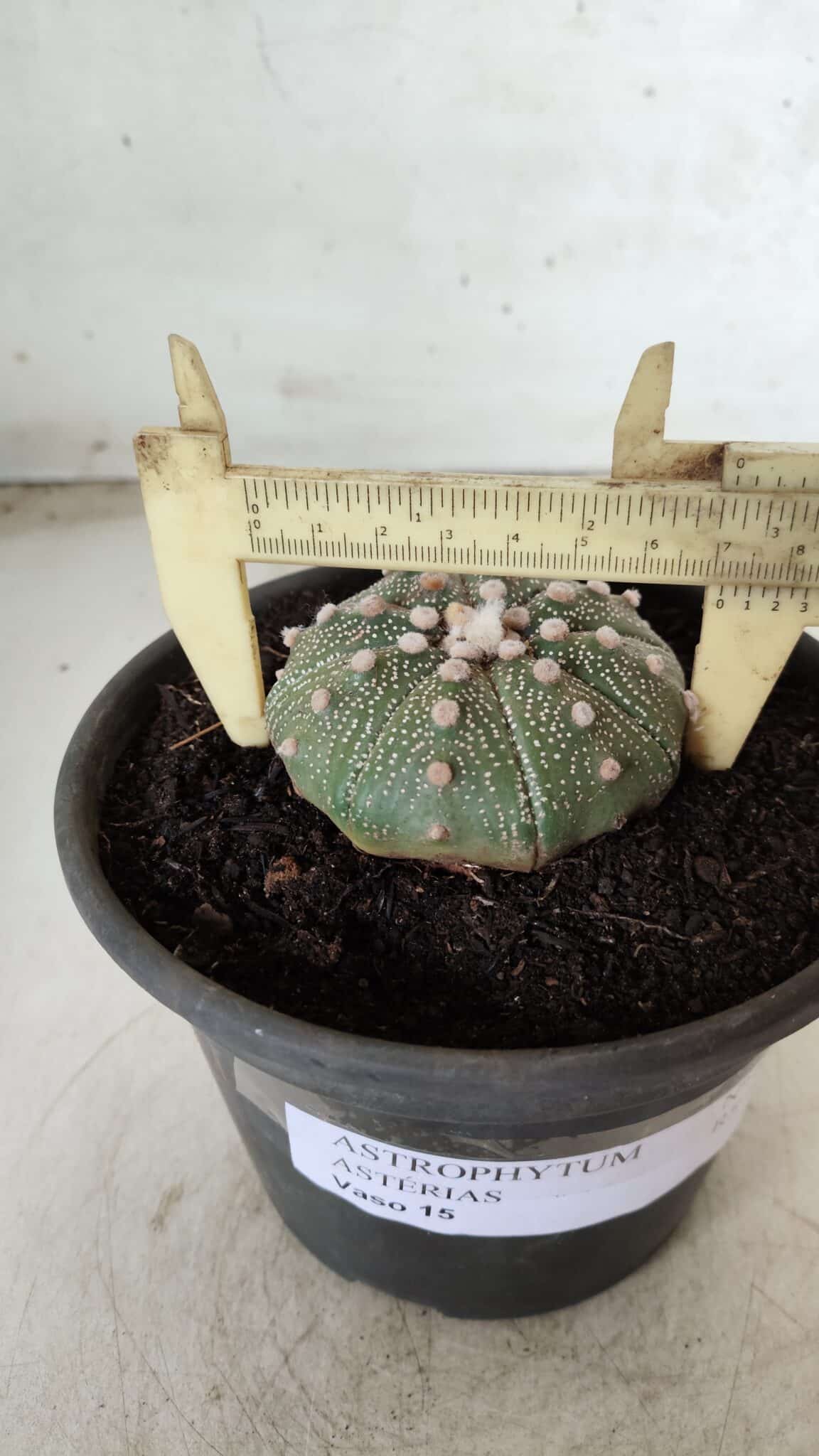 MATRIZ ASTROPHYTUM ASTERIAS Nº 631 – vaso 15