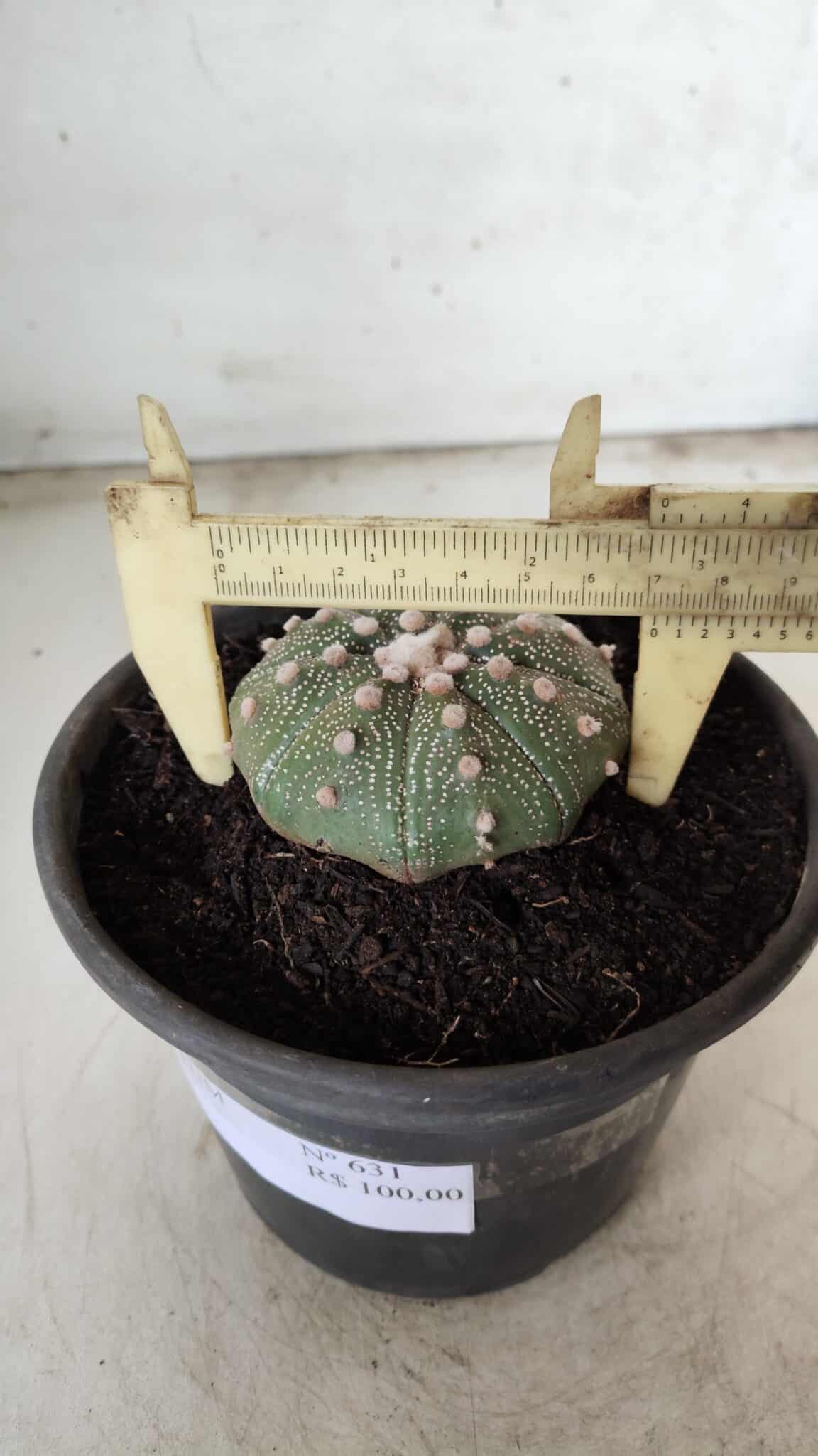 MATRIZ ASTROPHYTUM ASTERIAS Nº 631 – vaso 15