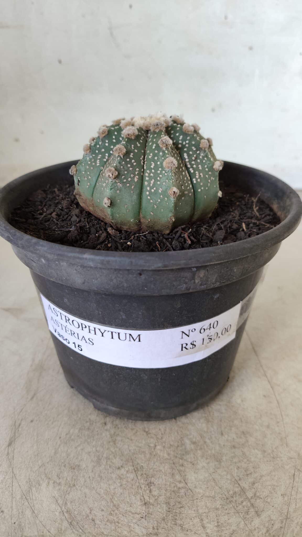 MATRIZ ASTROPHYTUM ASTERIAS Nº 640 – vaso 15
