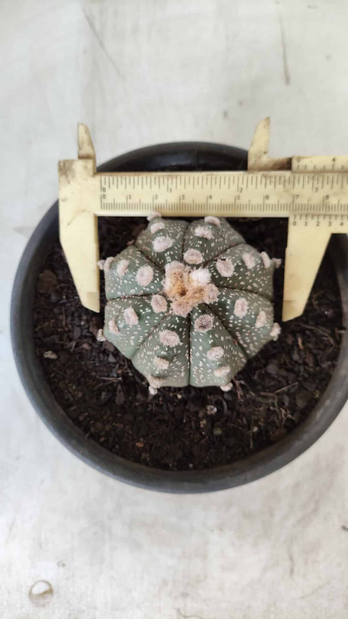 MATRIZ ASTROPHYTUM ASTERIAS Nº 640 – vaso 15
