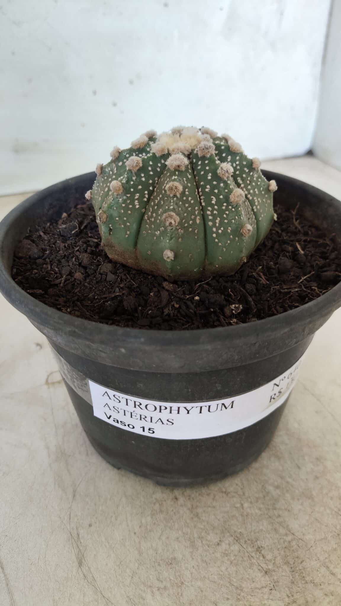 MATRIZ ASTROPHYTUM ASTERIAS Nº 640 – vaso 15