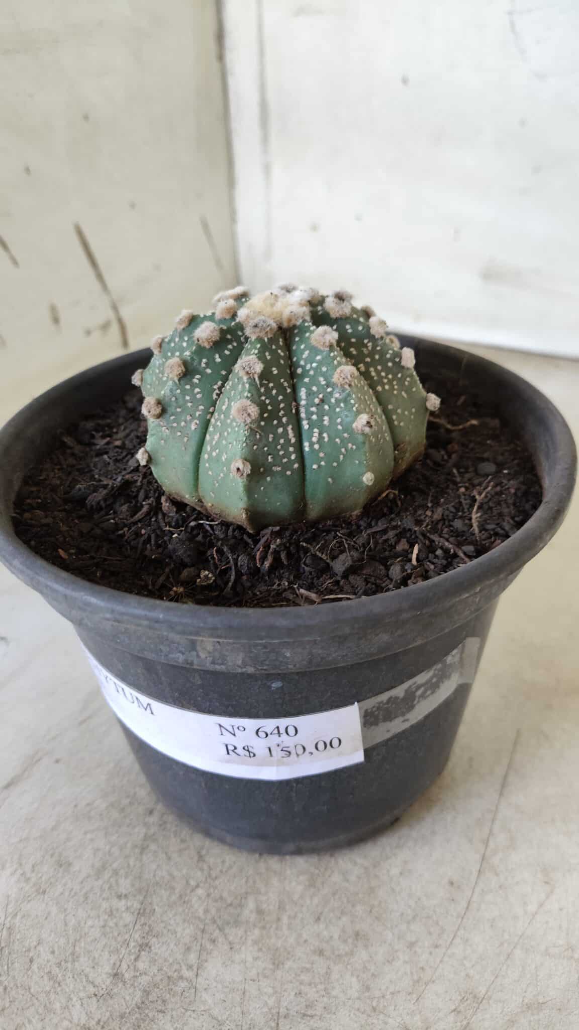 MATRIZ ASTROPHYTUM ASTERIAS Nº 640 – vaso 15