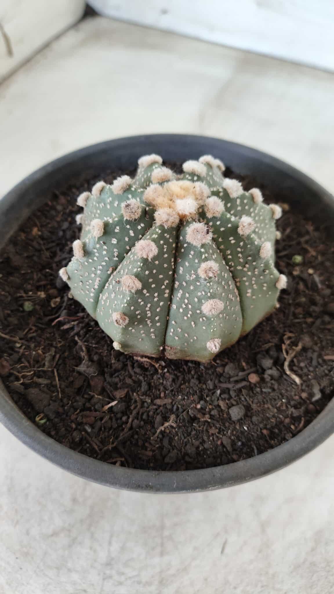 MATRIZ ASTROPHYTUM ASTERIAS Nº 640 – vaso 15