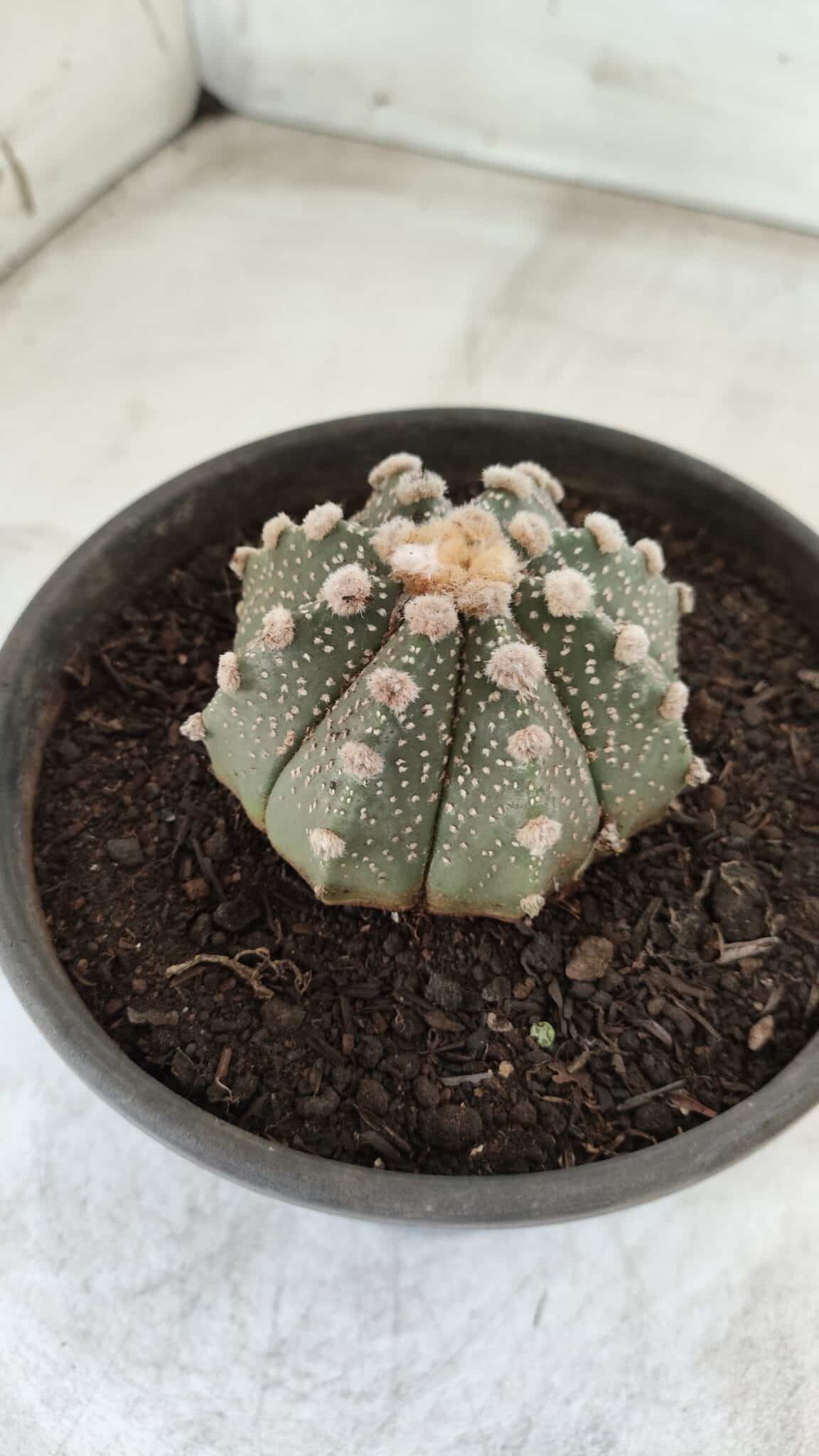 MATRIZ ASTROPHYTUM ASTERIAS Nº 640 – vaso 15