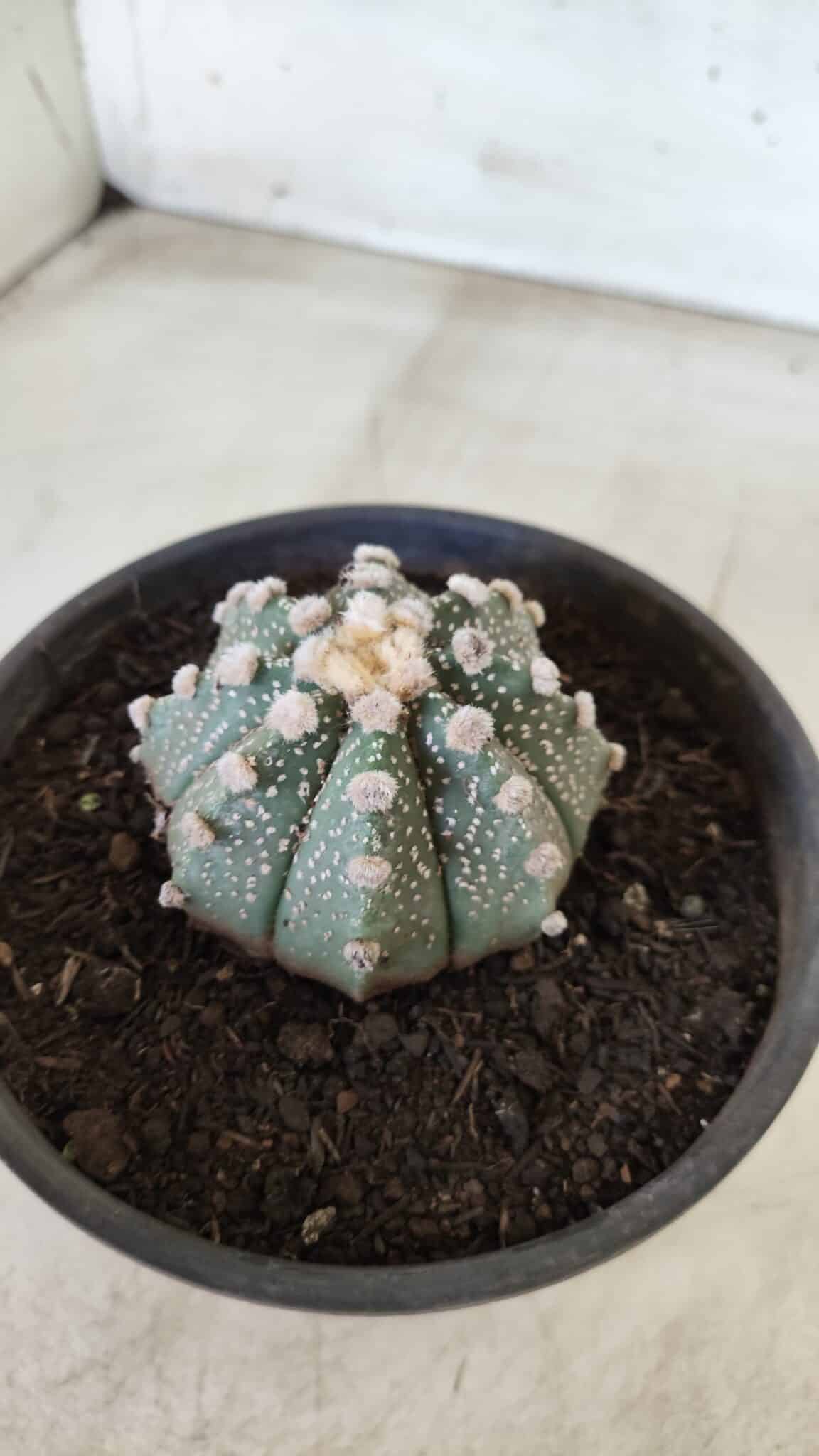 MATRIZ ASTROPHYTUM ASTERIAS Nº 640 – vaso 15