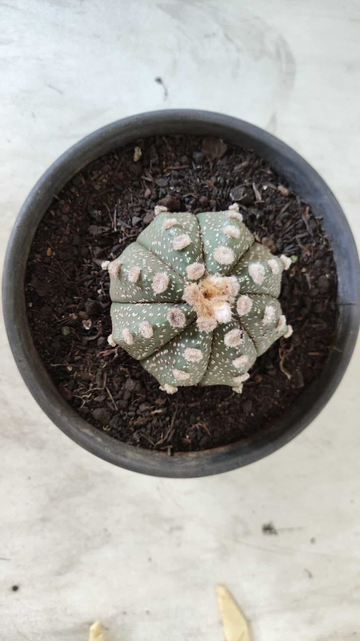 MATRIZ ASTROPHYTUM ASTERIAS Nº 640 – vaso 15