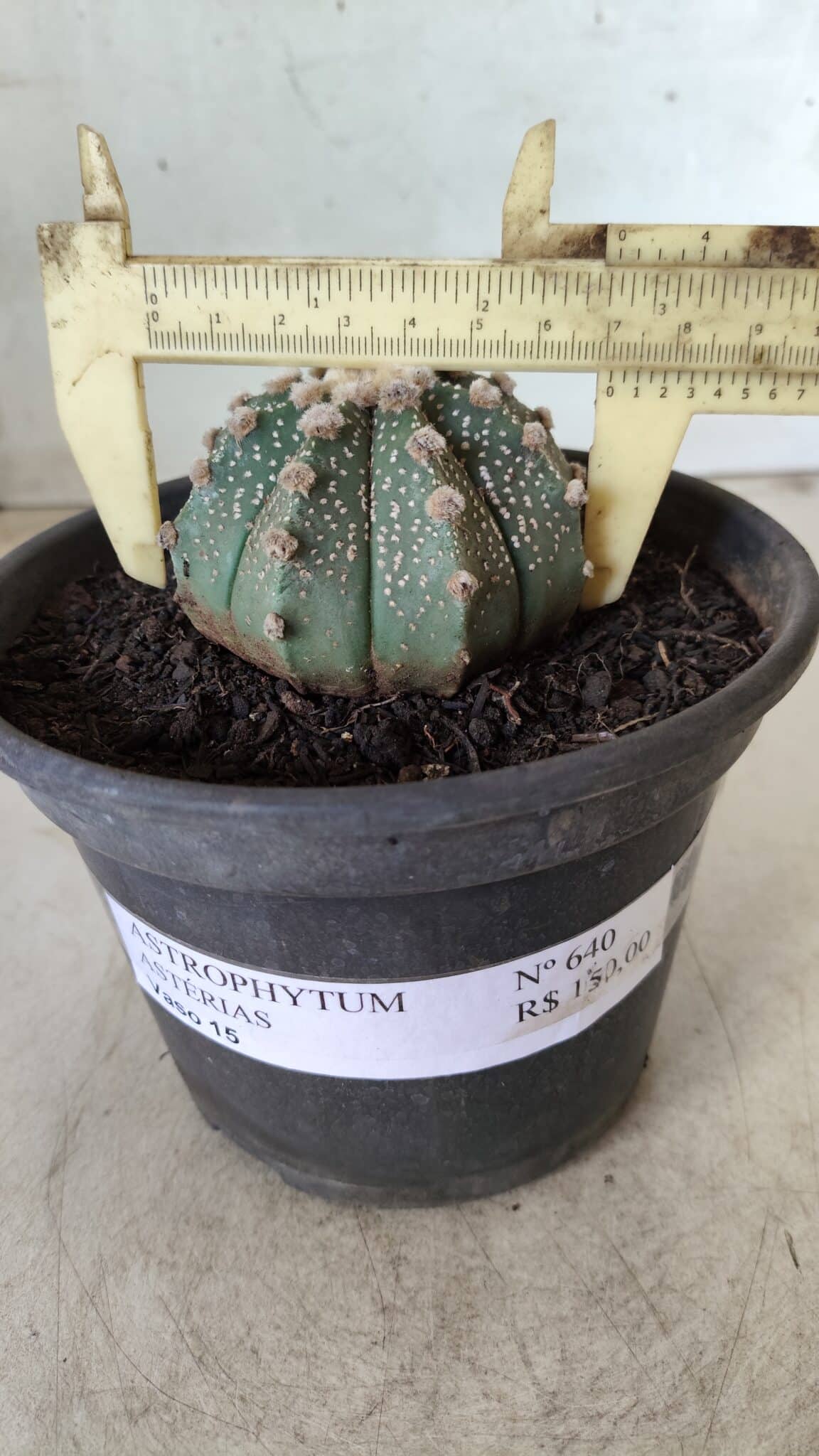 MATRIZ ASTROPHYTUM ASTERIAS Nº 640 – vaso 15