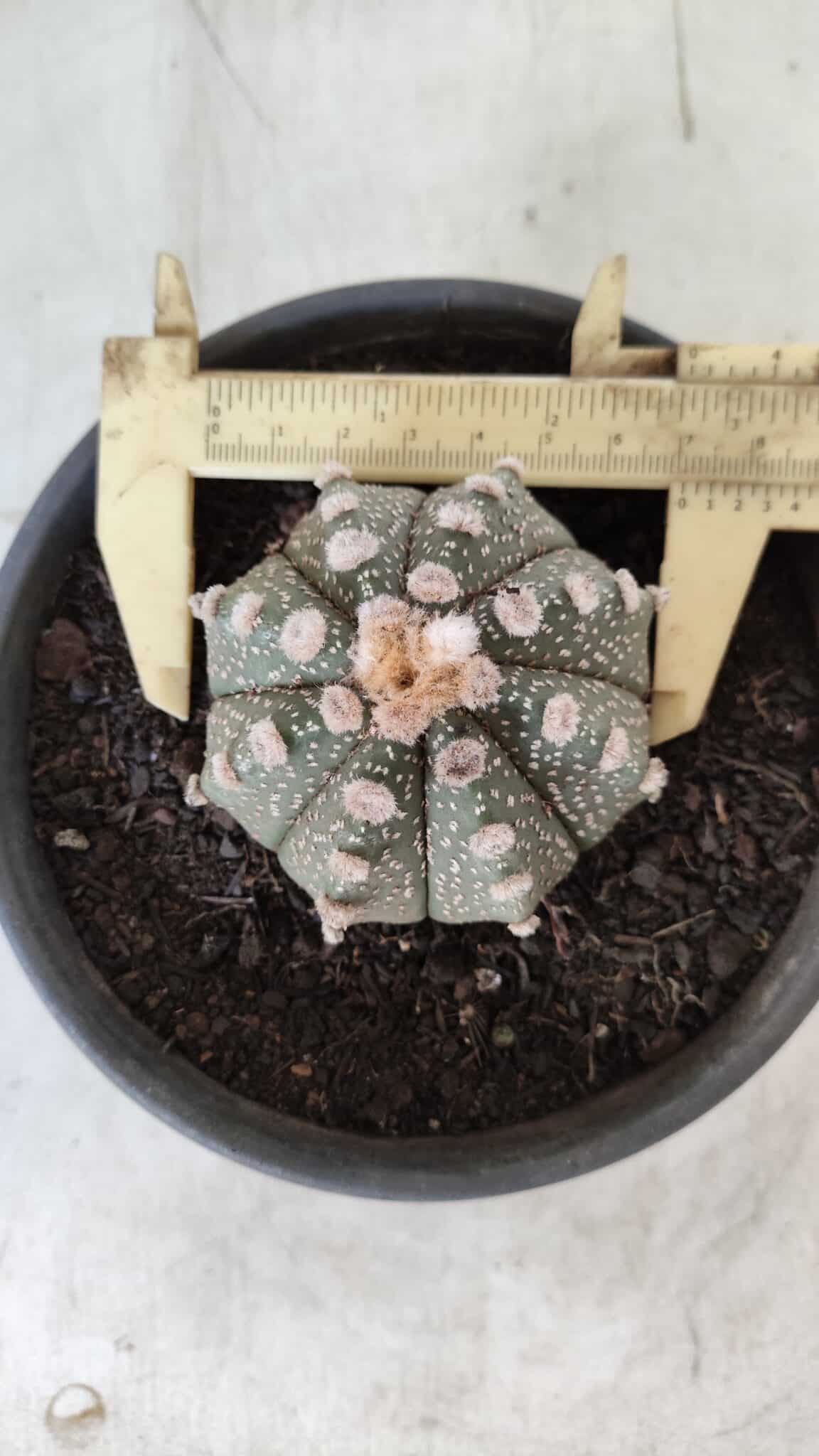 MATRIZ ASTROPHYTUM ASTERIAS Nº 640 – vaso 15
