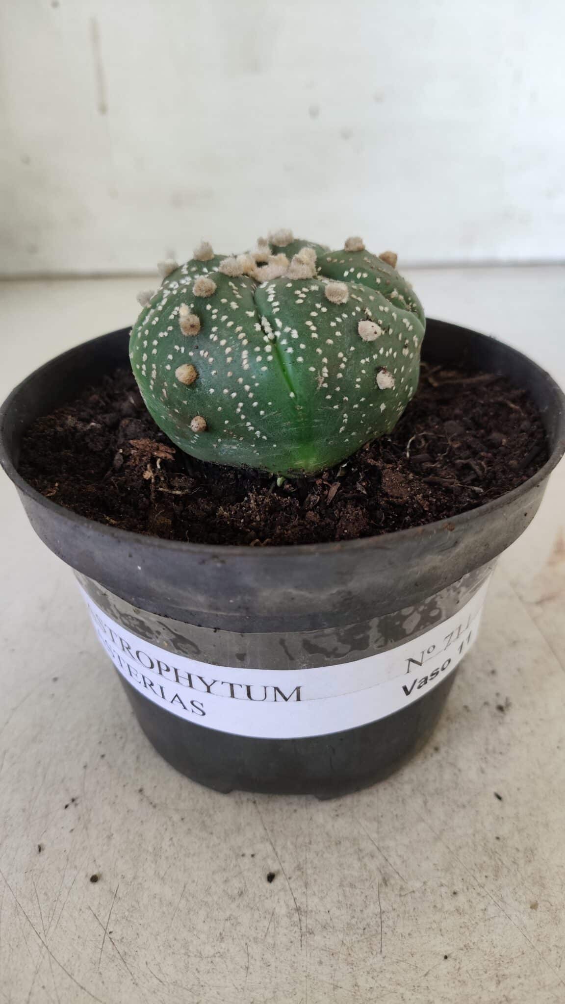 ASTROPHYTUM ASTERIAS  Nº 711 – vaso 11